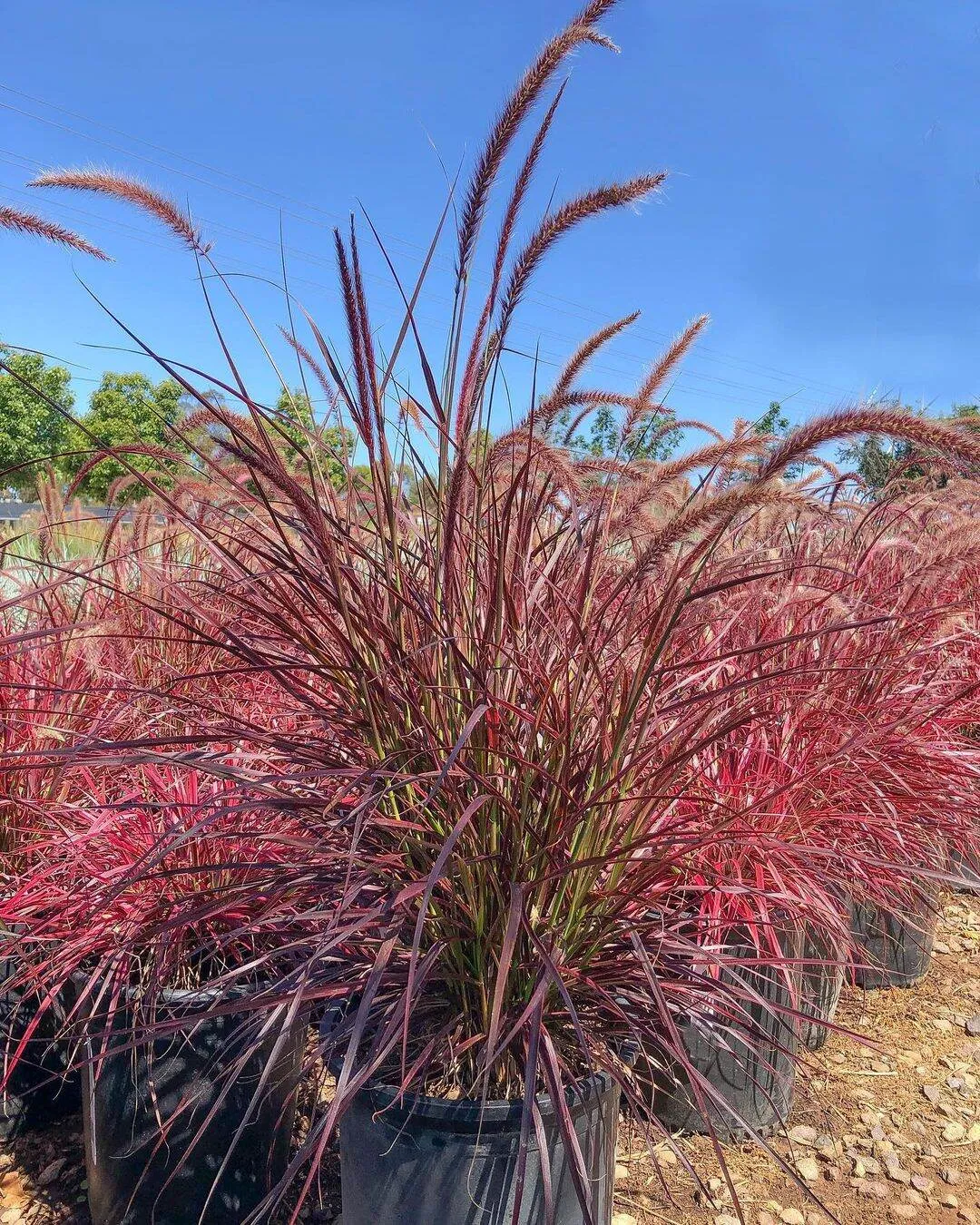 tanaman hias alang-alang merah